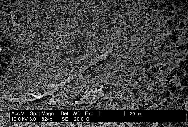 biofilm Biofilm