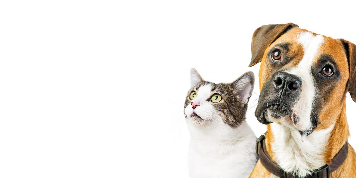 Our Pets clean up after your pet