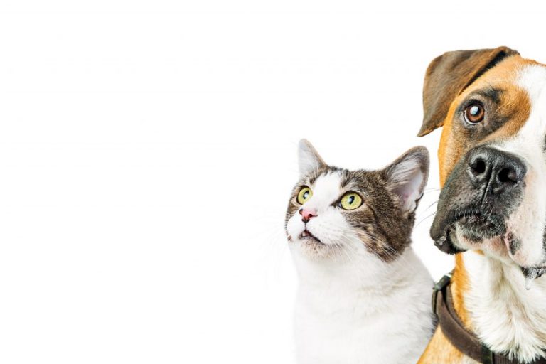 clean up after your pet