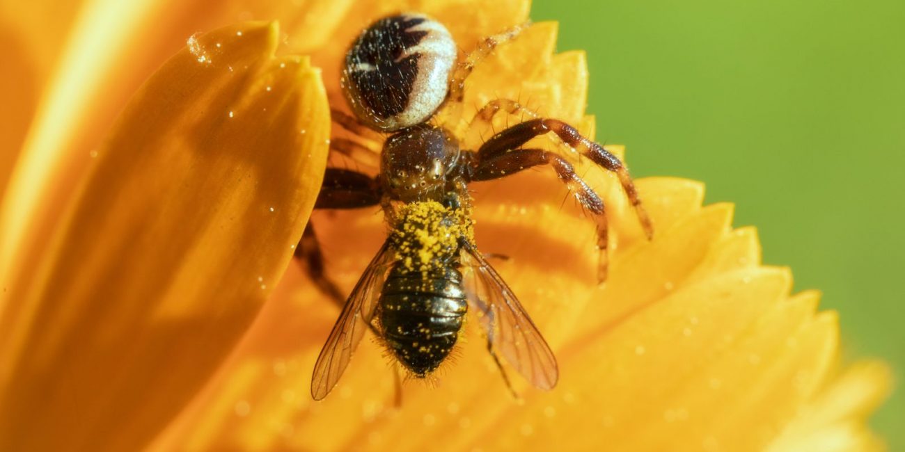 Bee gathering pollen pollen