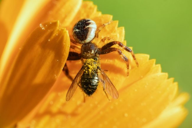 Bee gathering pollen pollen
